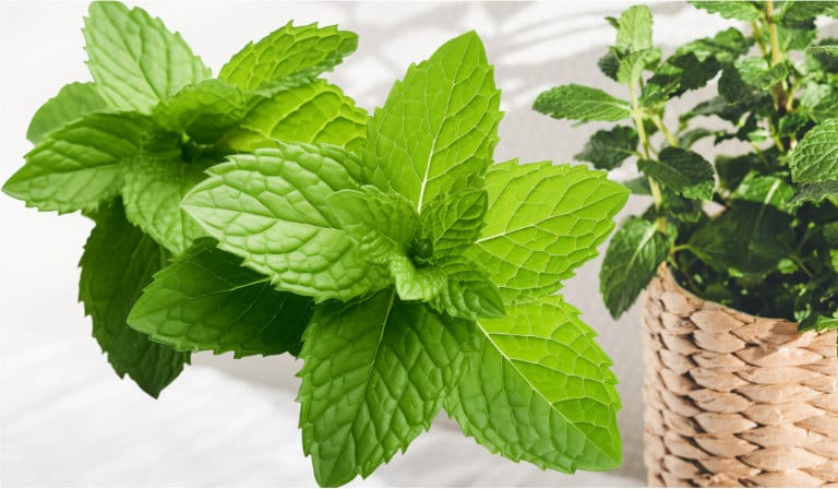 Fresh Mint